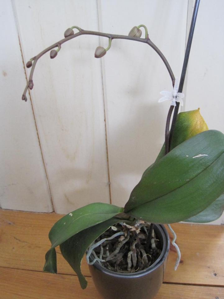 Orchid Babies! Potting an Orchid Keiki